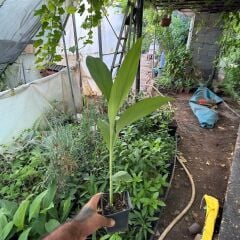 Nadir Ürün Zerdeçal Fidanı (Saksıda)