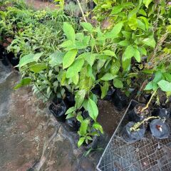 Tüplü Black Sapote (Çikolata Meyvesi) Fidanı