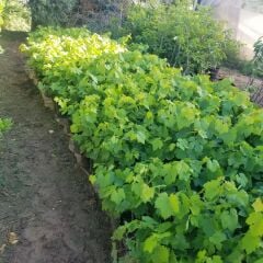 2 Yaş Aşılı Kapadokya Emir Üzüm Fidanı, Saksıda