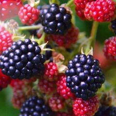 İri Meyveli Jumbo Dikensiz Tatlı Böğürtlen Fidanı