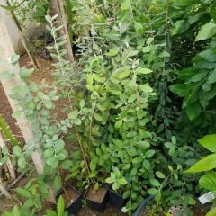 Feioja Sellowiana Kaymak Ağacı Fidanı, Saksıda