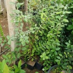 Feioja Sellowiana Kaymak Ağacı Fidanı, Saksıda