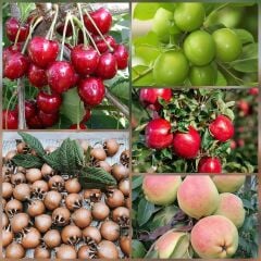 5 li Aşılı Meyve Fidanı Pakedi (Armut, Elma, Muşmula, Kiraz ve Erik)