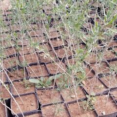 Saksıda jumbo İri Taneli Gojiberry Fidanı