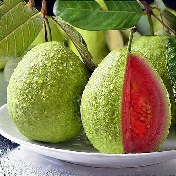 Bodur Kırmızı Guava Fidanı, Torbada
