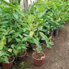 Bodur Kırmızı Guava Fidanı, Torbada