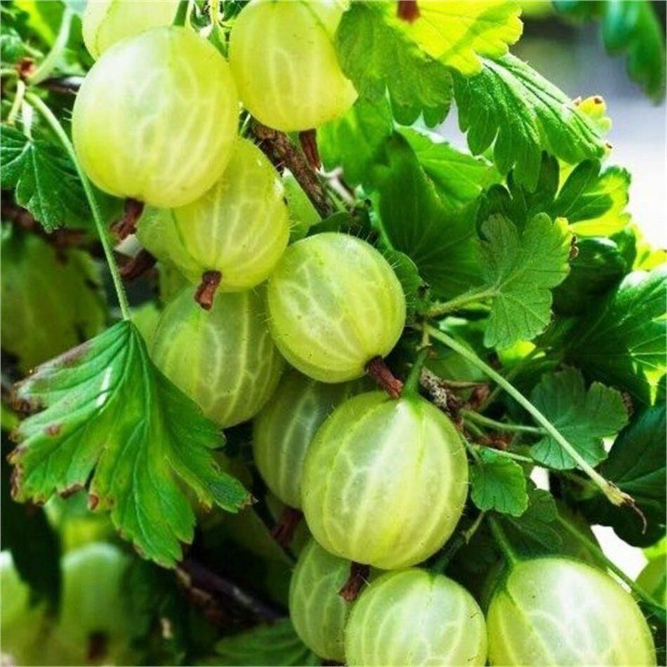 Crispa Green, Yeşil Bektaşi Üzümü Fidanı, Saksıda