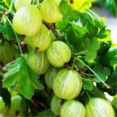 Crispa Green, Yeşil Bektaşi Üzümü Fidanı, Saksıda