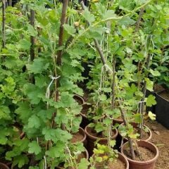 Crispa Red, Kırmızı Bektaşi Üzümü Fidanı, Saksıda