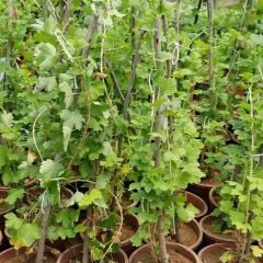 Crispa Red, Kırmızı Bektaşi Üzümü Fidanı, Saksıda