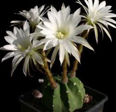 5.5 lik Saksıda Echinopsis Subdenudata (Paskalya Zambağı) Kaktüsü