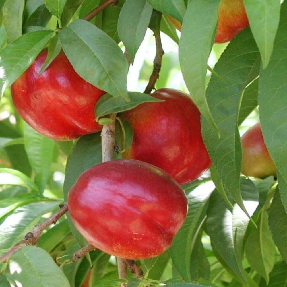 3 Yaş, Aşılı, SWEET LADY Nektarin Fidanı, Torbada