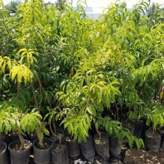 3 Yaş, Aşılı, SWEET LADY Nektarin Fidanı, Torbada