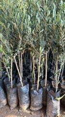 Kırmalık ve Yağlık Tüplü Karaburun (Hurma) Zeytini Fidanı