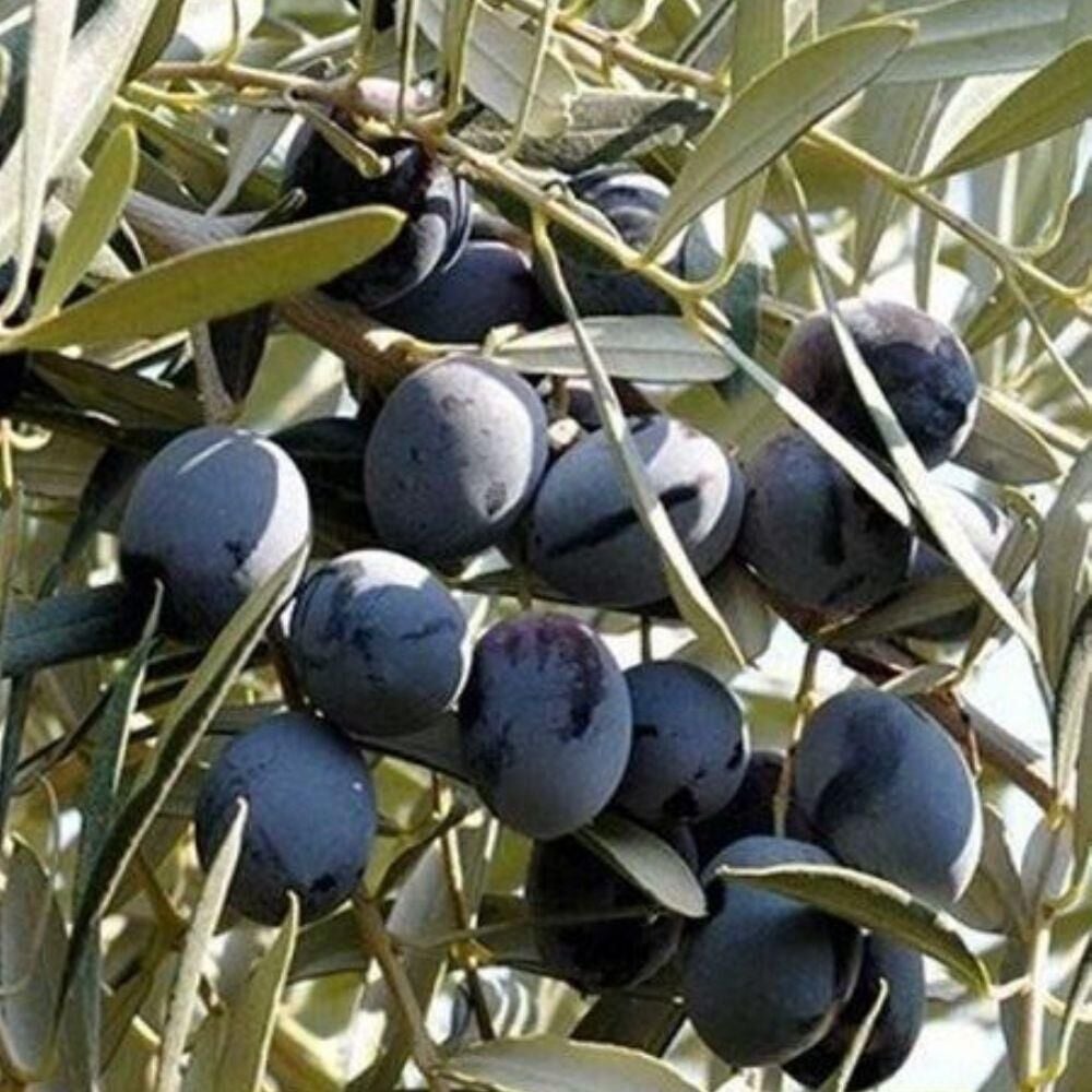 Her Bölgeye Uygun Tüplü Sıkımlık ve Sofralık Trilye Zeytini Fidanı