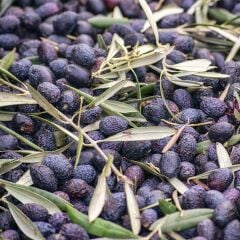 İri Meyveli Yağlık ve Sofralık Tüplü Mardin Sele Zeytini Fidanı