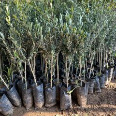 İri Meyveli Yağlık ve Sofralık Tüplü Mardin Sele Zeytini Fidanı