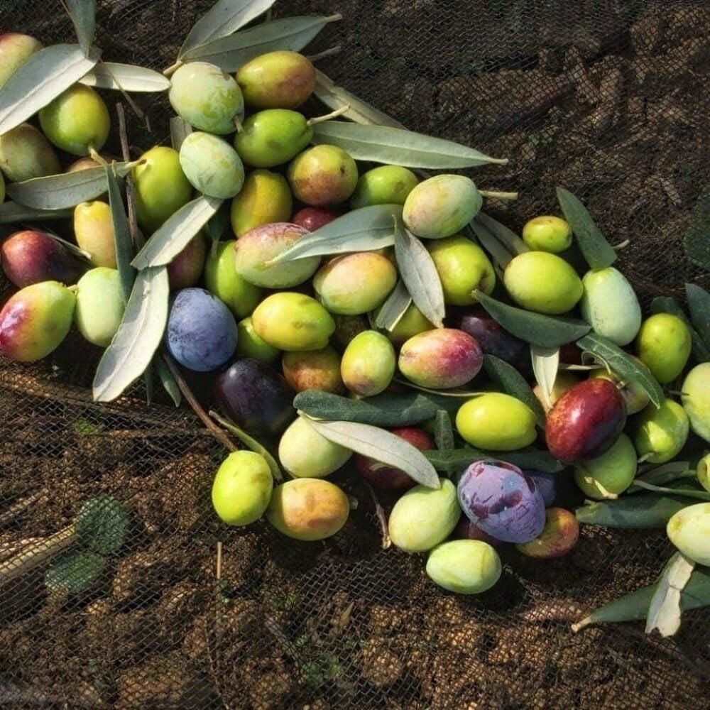 Tüm Bölgelere Uygun Yağlık ve Sofralık Tüplü Balıkesir Çizik Zeytini Fidanı