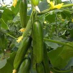 Köy Salatalığı Tohumu 5 gr Paket