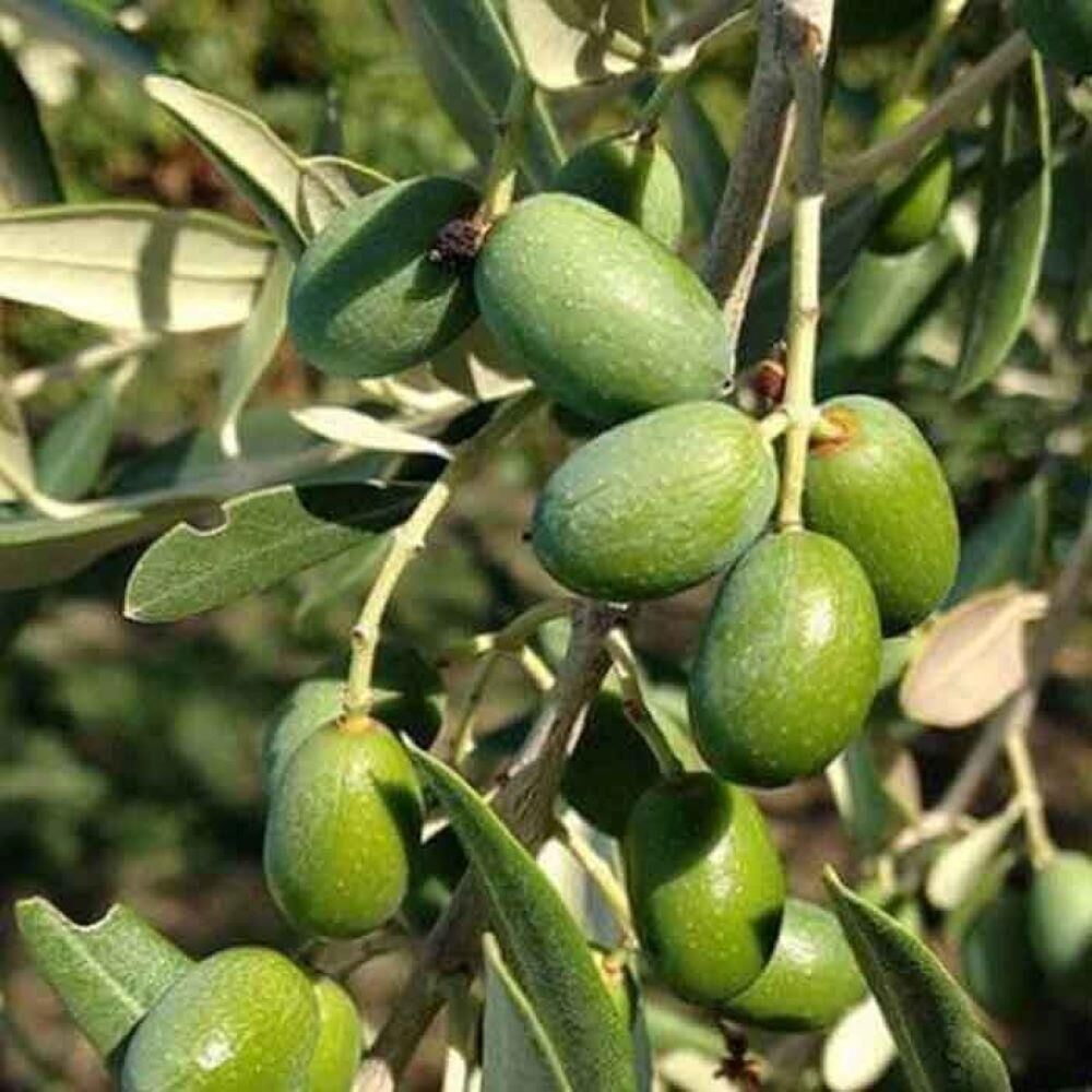 Her Bölgeye Uygun Sofralık ve Sıkımlık Tüplü Amasya Zeytini Fidanı