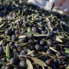 Yağlık ve Yemelik Tüplü Elazığ Zeytini Fidanı