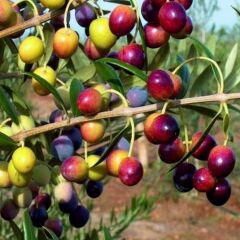 Yüksek Verimli Tüplü Yağlık ve Sofralık Yalova Zeytini Fidanı