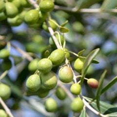 Sınırlı Sayıda Yağlık ve Sofralık Tüplü İspanya - Manzanilla Zeytini Fidanı
