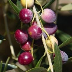 Sınırlı Stok Tüplü Kalamata Zeytini (Yunan Menşei) Fidanı