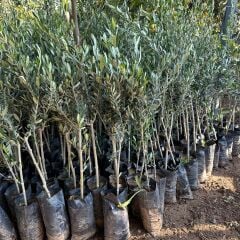 Sınırlı Stok Tüplü Kalamata Zeytini (Yunan Menşei) Fidanı