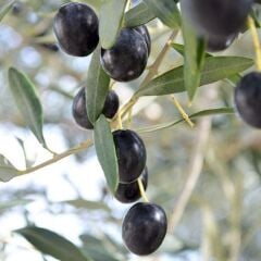 Özel Üretim Tüplü Leccino Zeytini (İtalya Menşei) Fidanı