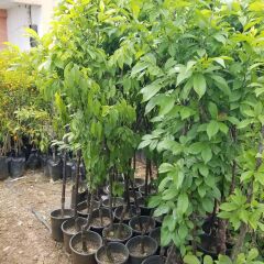 7 Yaş Early Queen Erik Fidanı