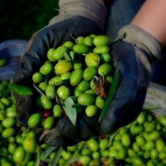 Yabancı Menşei Tüplü Picholine Zeytini (Fransa Menşei) Fidanı