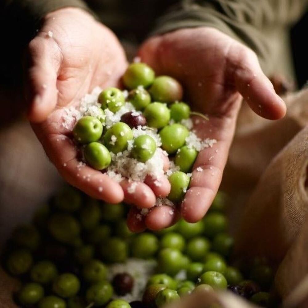 İthal Tüplü California Manzanillo Zeytini (ABD Menşeli) Fidanının