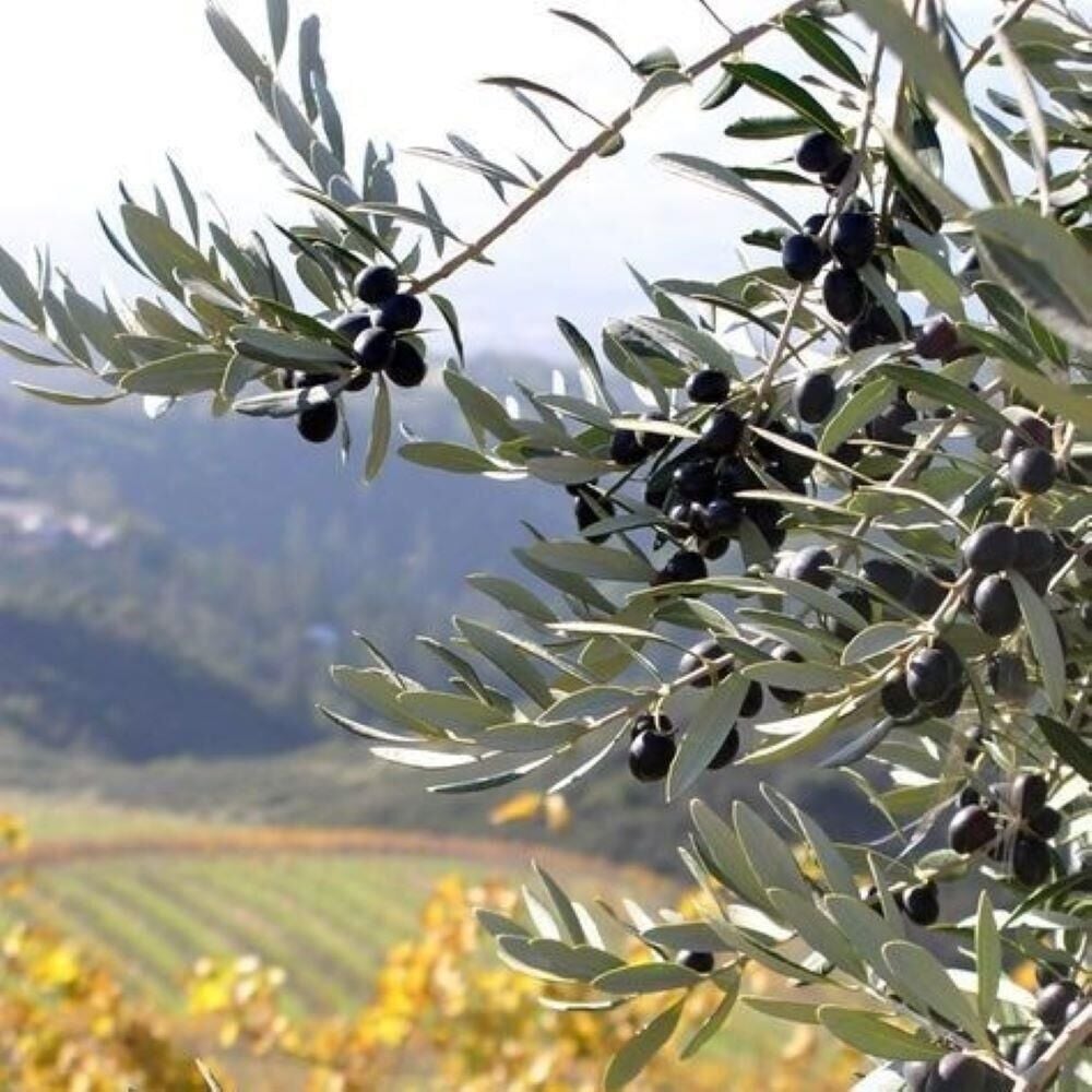 Sınırlı Sayıda Tüplü Güney Afrika - Mission Zeytini Fidanı