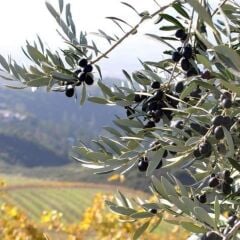 Sınırlı Sayıda Tüplü Güney Afrika - Mission Zeytini Fidanı