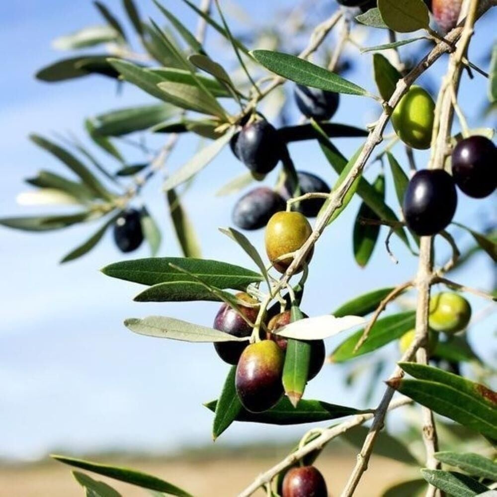 Özel Üretim Tüplü Geleneksel Lübnan – Souri Zeytini Fidanı