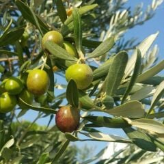 Tüplü Sınırlı Üretim Barnea Zeytini (İsrail) Fidanı