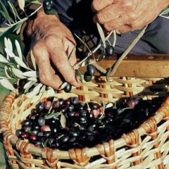 Tüplü İran Menşei Geleneksel Shangi Zeytini Fidanı