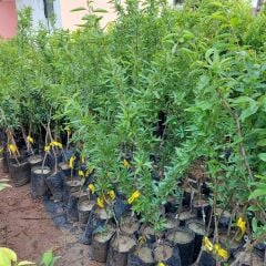 3 Yaş Aşılı Teksas Texas Badem Fidanı, Tüplü