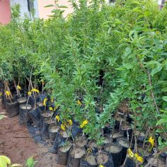 3 Yaş Aşılı Ferraduel Badem Fidanı, Tüplü