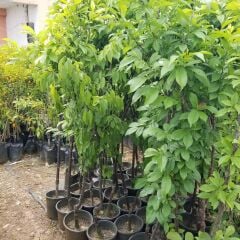 7 Yaş Papaz Erik Fidanı