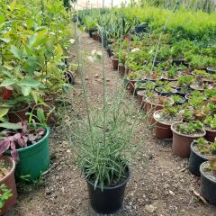 Büyük Boy Gerçek Lavanta Fidanı, Saksıda