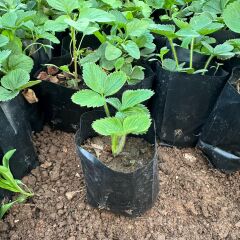 Tüplü 5 Adet Albion Yediveren Fidesi