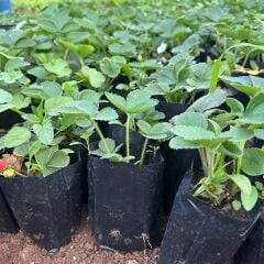 10 Adet Tüplü Albion Yediveren Fidesi