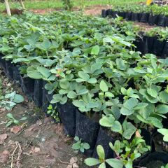 Tüplü Rubigem Çilek Fidesi (1 Adet)