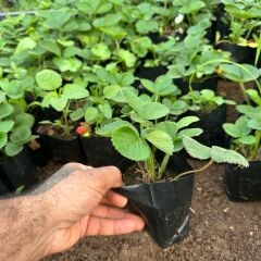 Tüplü Rubigem Çilek Fidesi (1 Adet)