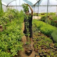 3 Yaş Aşılı Kiraz Fidanı EARLY BURLAT (Yarımca), Torbada