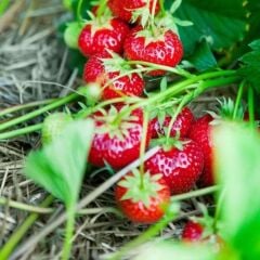 10 Adet Tüplü Rubigem Çilek Fidesi