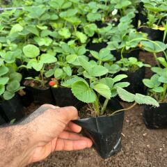 Organik 1 Adet Tüplü Sweet Ann Çilek Fidesi