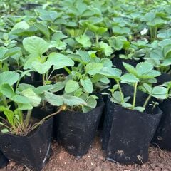 5 Adet Tüplü Sweet Ann Çilek Fidesi